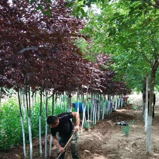 东北红叶稠李基地供应 各种规格紫叶稠李价格稳定