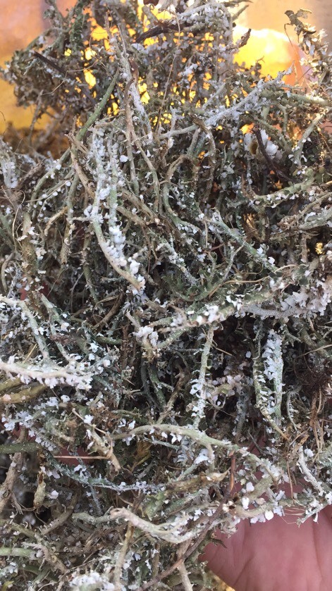陇西县蕨菜  鹿角菜