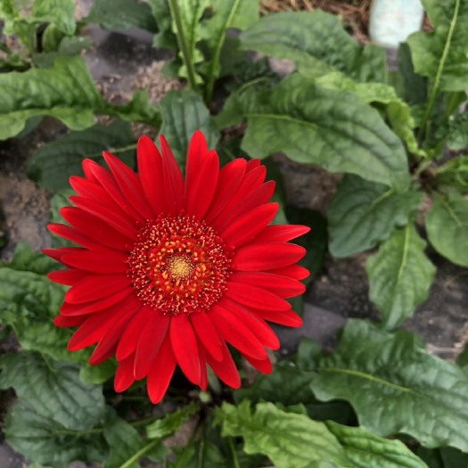 河池非洲菊苗  非洲菊组培苗、扶郎花苗、鲜切花品种