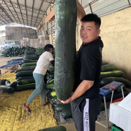 精品黑皮冬瓜，大量供应，货源充足，保质保量，物流全国