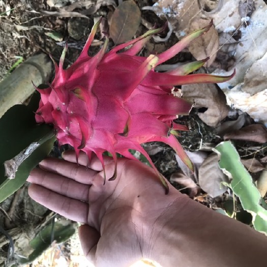 遂溪县红心火龙果
