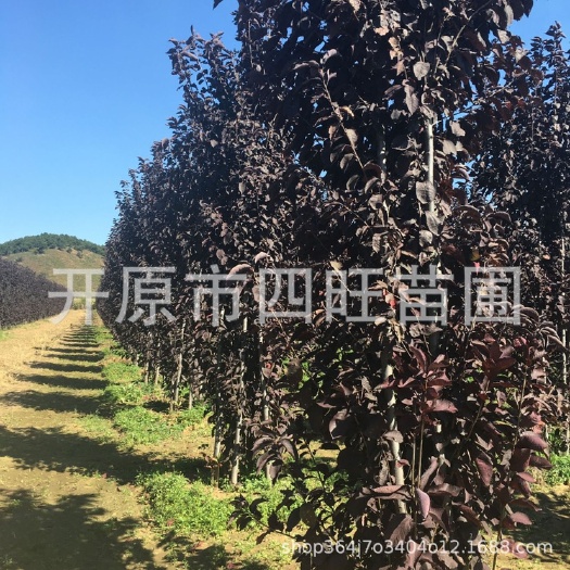 開原市紫葉稠李苗  紫葉稠李 叢生紫葉稠李 紫葉稠李鄉(xiāng)村綠化占地樹批發(fā)價格