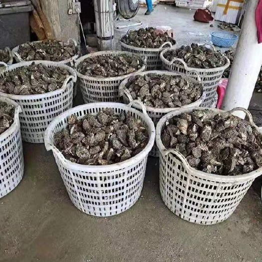 诏安县三倍体生蚝  新鲜现捞生蚝鲜活一箱特大即食新鲜海鲜水产。现货秒发，12小时