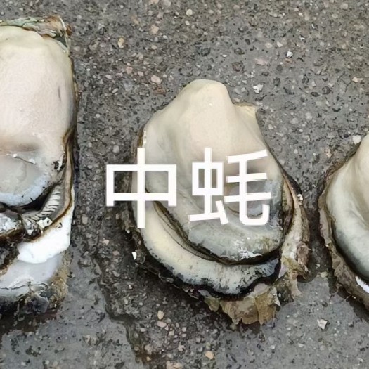 诏安县牡蛎 福建生蚝