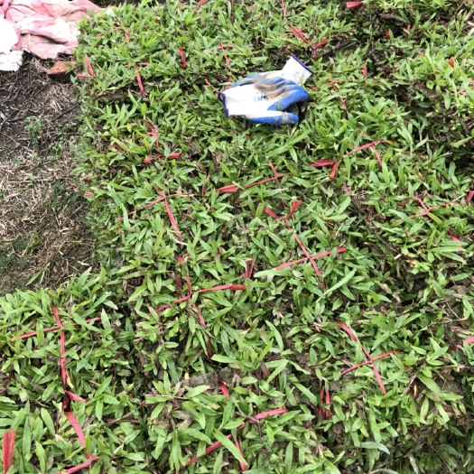 佛山大叶油草 精品大叶油、