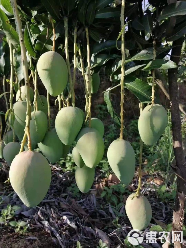 台农芒 台农1号芒果