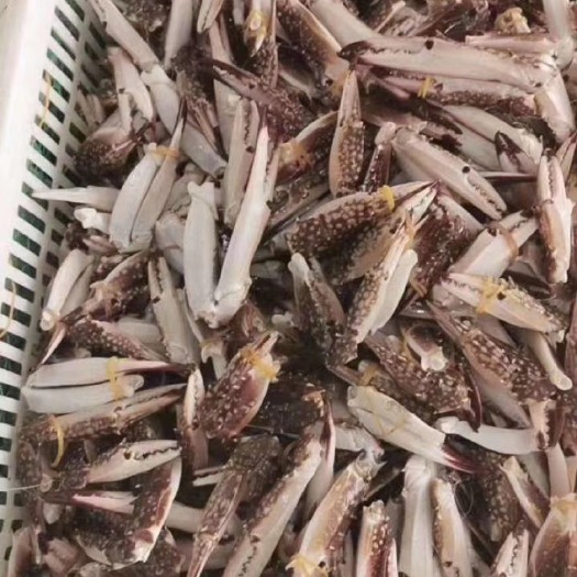 连云港远海梭子蟹  蟹钳，梭子蟹钳，蟹脚，活体掉落，连云港鲜蟹钳
