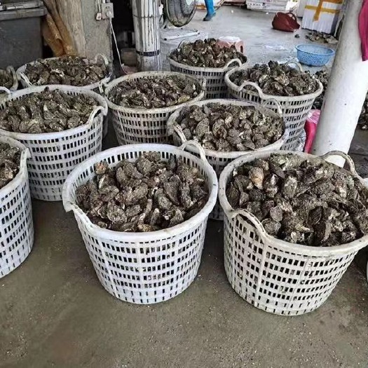 诏安县三倍体生蚝 新鲜现捞生蚝鲜活一箱特大即食新鲜海鲜水产。现货秒发，12小时