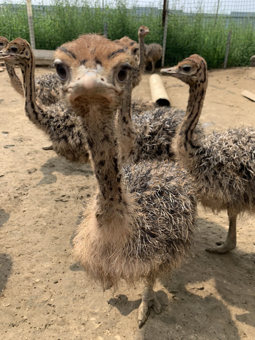 ݷ--35䣬꣬ʺֳ