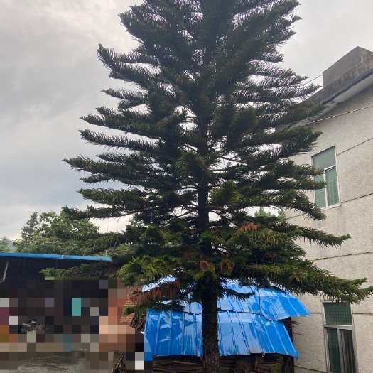 全州县南洋杉盆栽 出一棵南洋杉树，欢迎周边的老板来详谈价格收购！！