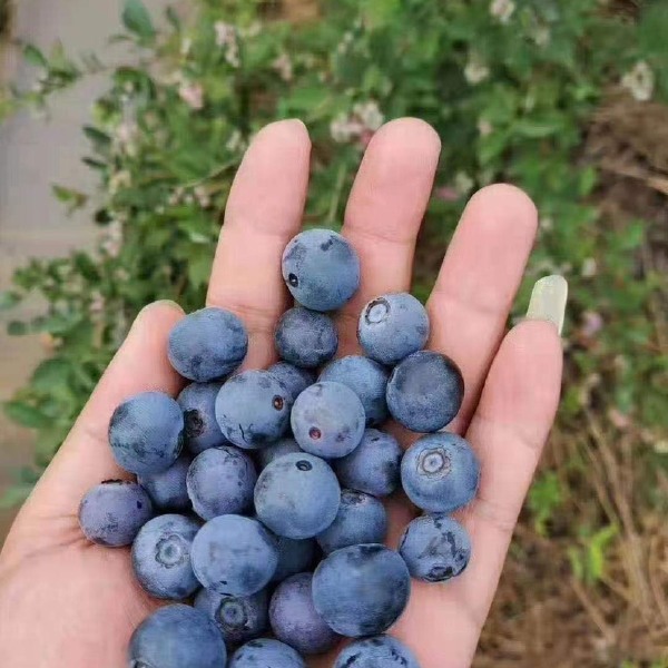  兔眼蓝莓每天持续供应