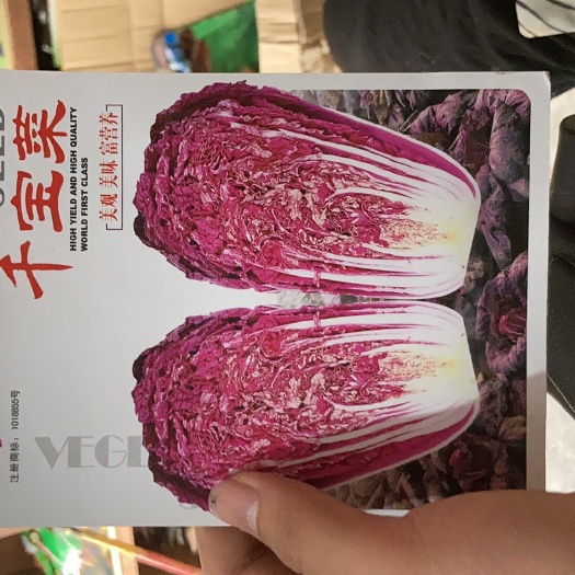  千宝菜种子