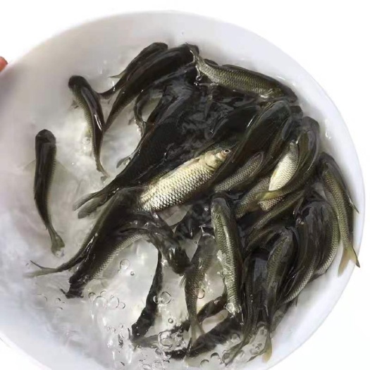 广州鱼苗草鱼活体淡水食用快大鱼苗青鱼苗皖鱼苗四大家鱼活体放生鱼苗