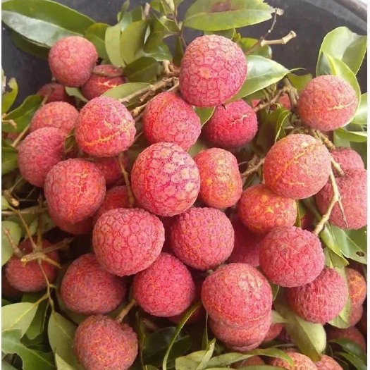 惠来县白糖罂荔枝 广东白糖罂荔枝 ，桂味妃子笑荔枝 新鲜水果￼批发