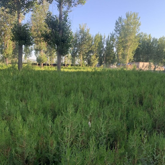 建昌县刺松 树苗刺柏，30公分以上都有，