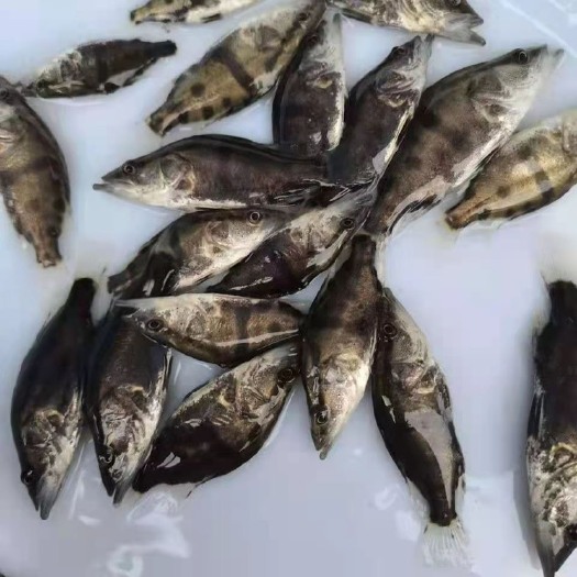广州桂鱼苗  {一手货源}桂花鱼苗活体鱼苗混养淡水鱼耐寒鱼苗放生鱼苗斑鳜鱼