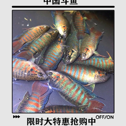 广州 中国斗鱼普叉观赏鱼活体叉尾花手巾冷水鱼