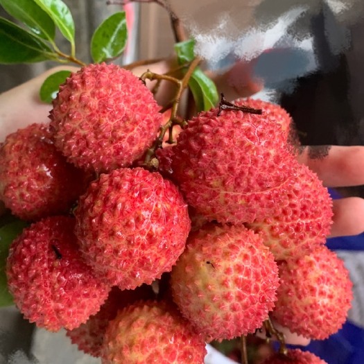 惠来县 桂味荔枝(自家果园荔枝)农家鲜甜荔枝现摘现发
