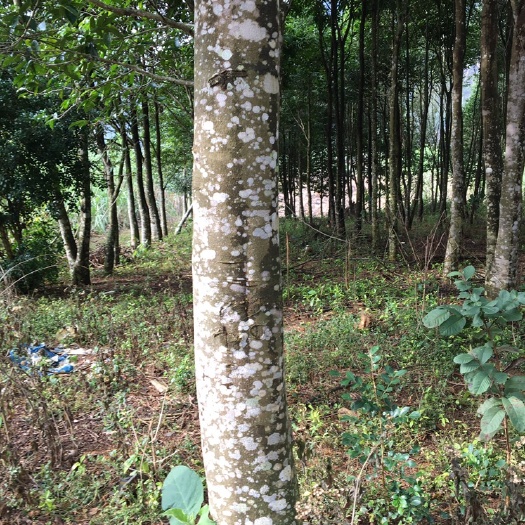 大新县 沉香树