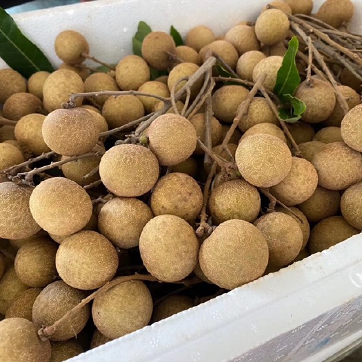 现摘广东茂名龙眼储良石硖