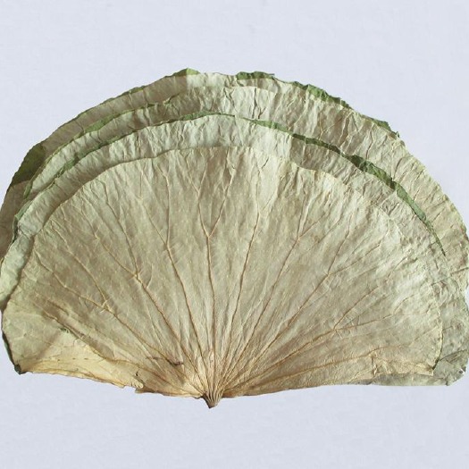 广州 大量供应整张荷叶干