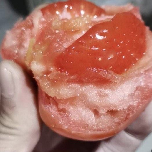 榆树市硬粉西红柿 西红柿