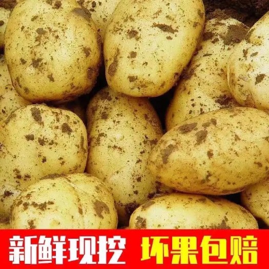 荷兰15  【新鲜土豆现挖土豆5/10斤马铃薯精品