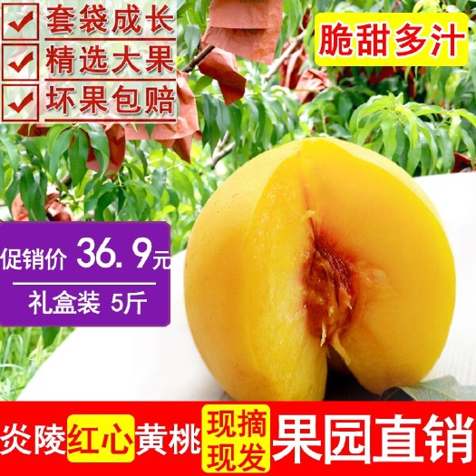 炎陵县 正宗炎陵红心锦绣黄桃精选大果只卖好吃果一件代发