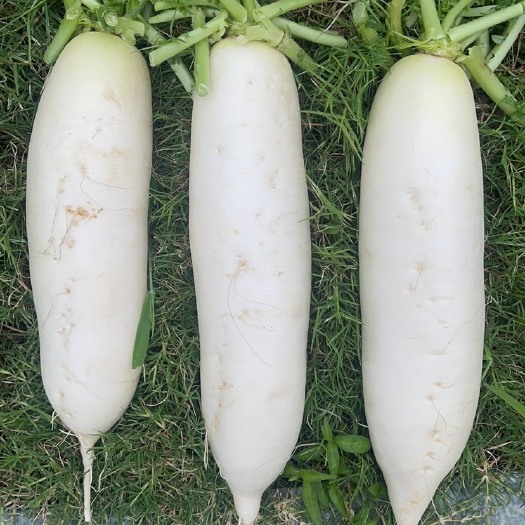 恩施市白萝卜 反季节高山蔬菜