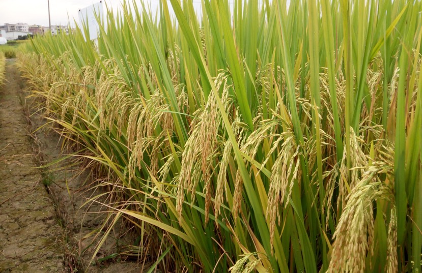 19香  优质香稻、水稻    广东丝苗米认定品种