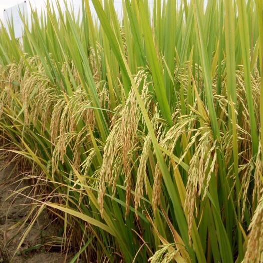 19香  优质香稻、水稻    广东丝苗米认定品种