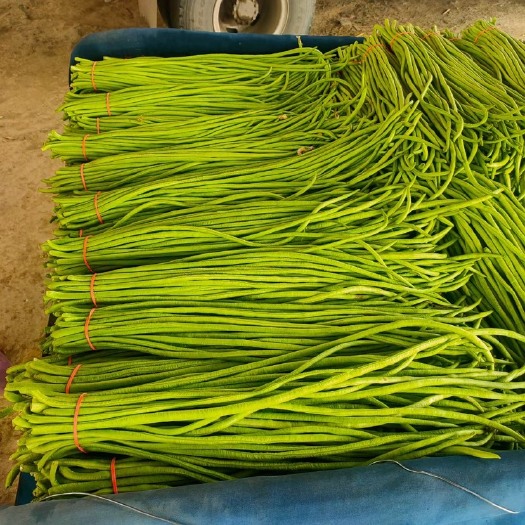 博爱县精品长豆角，颜色绿条形细，产地直供可代发全国