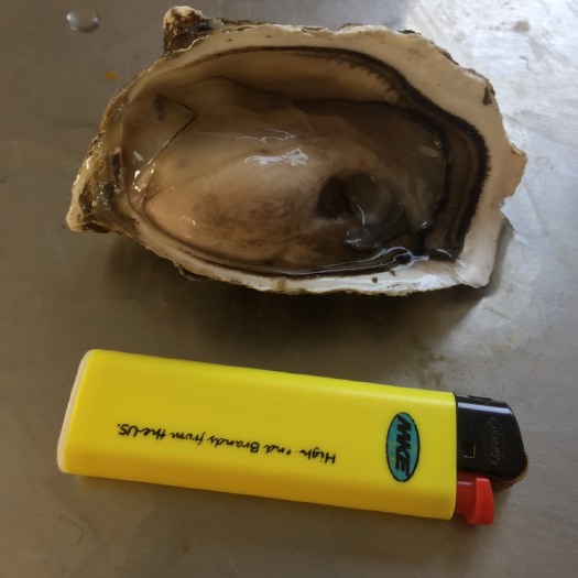 饶平县烧烤蚝珍珠蚝高压锅生蚝地摊一个卖一元生蚝广东饶平产地直供全国
