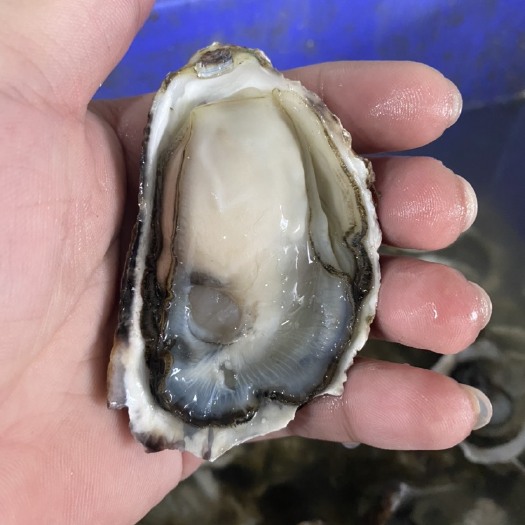 饶平县珍珠蚝  烧烤蚝 海鲜自助餐 牡蛎 深海蚝 全壳半壳 井洲生蚝