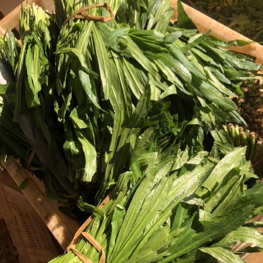  常年供应泰国缅甸刺芫荽别名（大叶香菜）