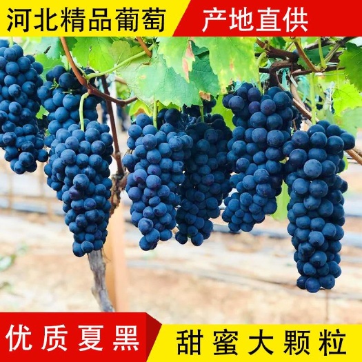 邯郸大量供应夏黑葡萄葡萄基地