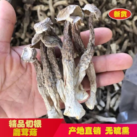 广昌县新货  切根鹿茸菇  10斤一箱