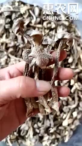 古田縣精品新貨鹿茸菇干貨各種品質貨好價優(yōu)性價比高