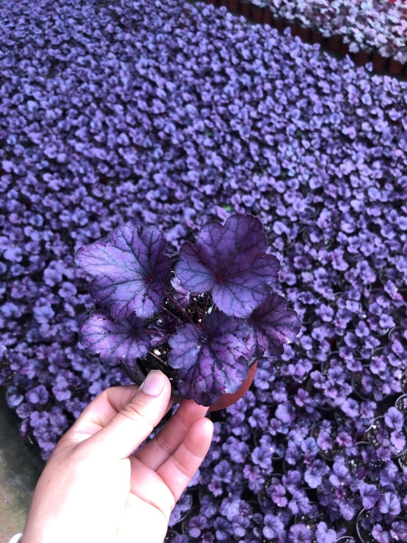 青州市草花  矾根盆栽绿植花卉室内外阳台庭院耐热耐寒四季彩叶易养活