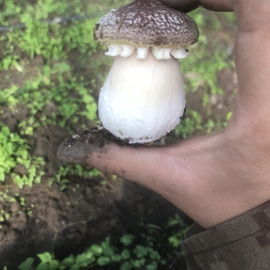 大球盖菇  日产1000斤赤松茸 大球盖
