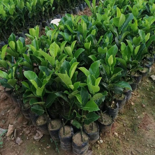 万宁市红肉菠萝蜜苗 泰12
