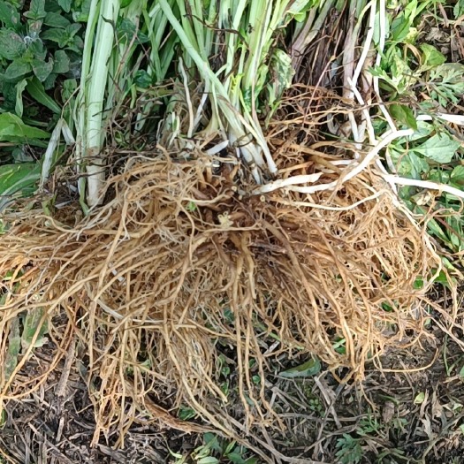 施秉县中药材缬草