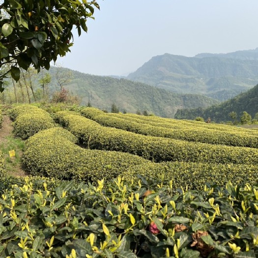 高县新白茶  黄金叶，黄金芽，奶白茶，安吉奶茶