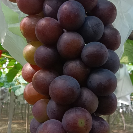 无锡 夏黑葡萄