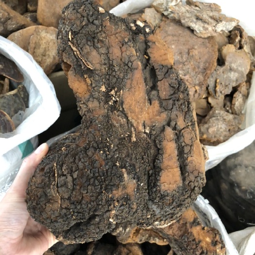 玉林 桦树茸正品俄罗斯桦褐孔菌白桦茸桦树泪茶