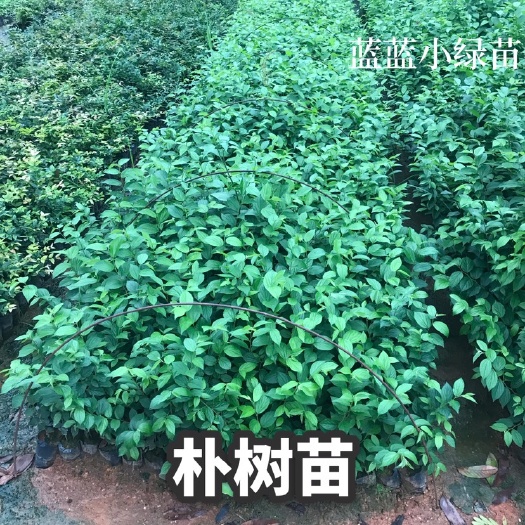 广州朴树小苗 小叶朴树苗 袋苗直发 广州苗木基地直销 可批发零售