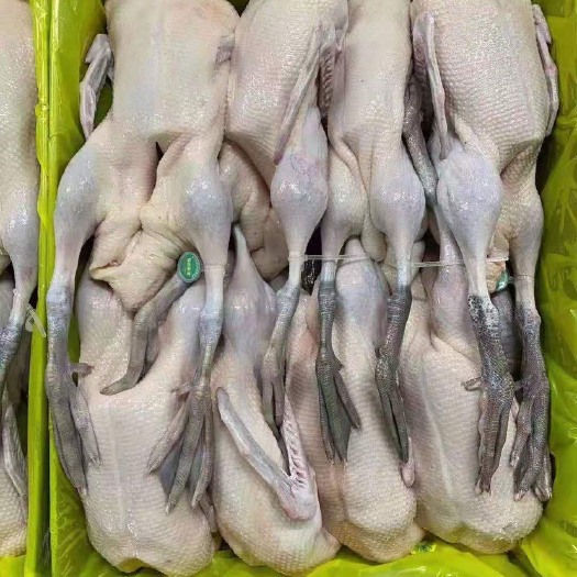沭阳县 麻鸭，黑嘴黑爪