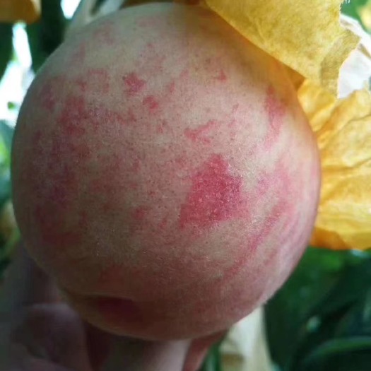 磐安县高山水蜜桃