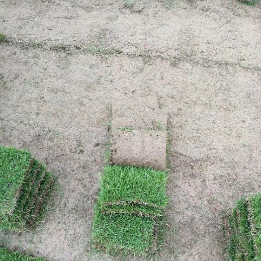 富川县马尼拉草皮