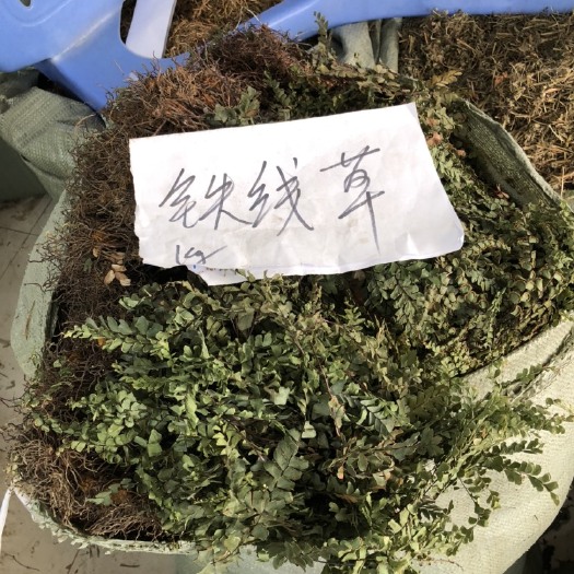 玉林 猪鬃草1000g 铁线蕨 铁线草水猪毛七猪毛草黑骨芒箕带根